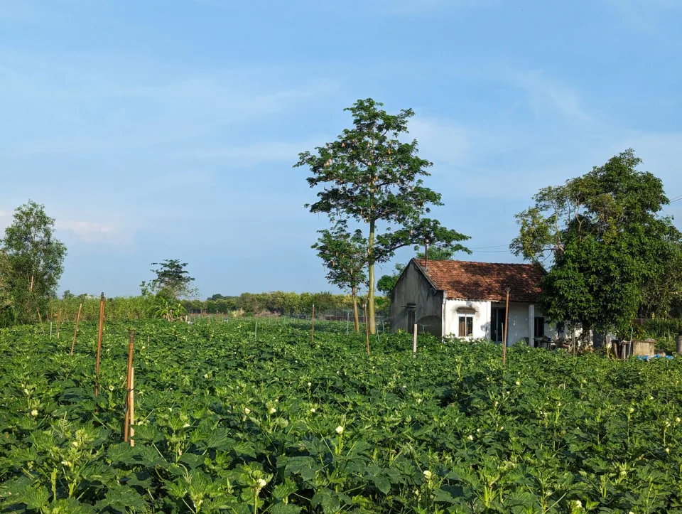 Thu hoạch buổi sáng